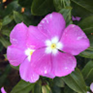 Meet your Posher, Keida